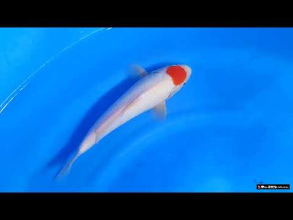 Tancho Kohaku