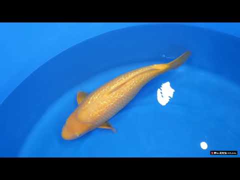 Yellow Monkey – Selective Koi Sales