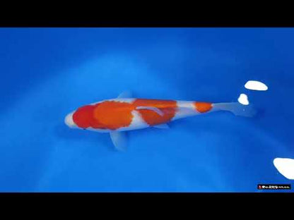 Kohaku