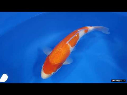 Kohaku