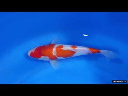 Kohaku