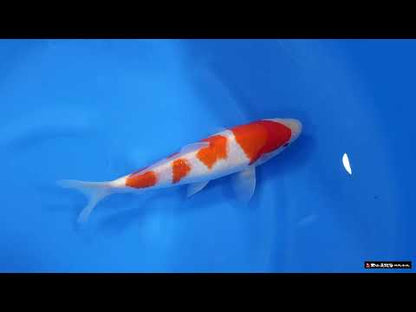 Kohaku