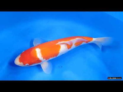Kohaku