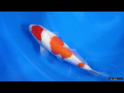 Kohaku