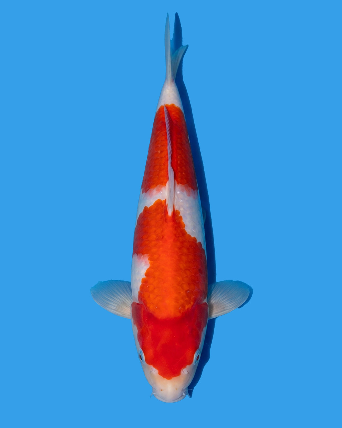 Kohaku