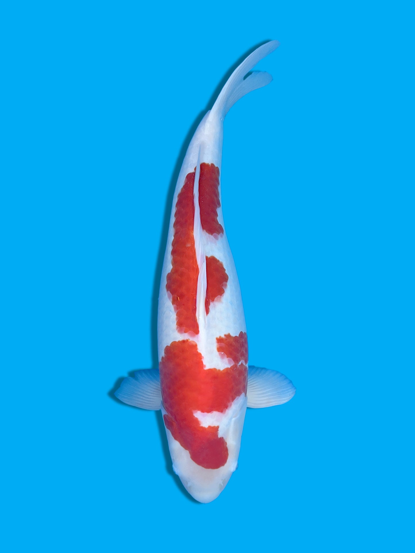 Kohaku