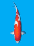 Japanese Koi Carp for Sale UK - Selective Koi Sales